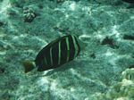 Snorkeling at Cpt Cook Monument
